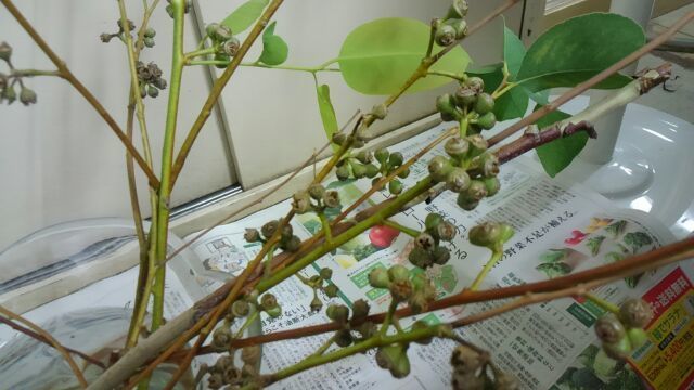 ユーカリの実 こうべの公園 花 緑